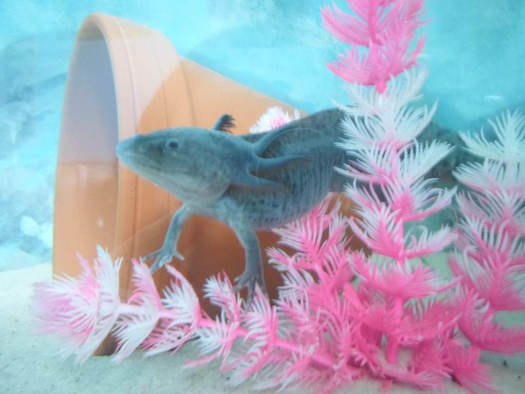 Axolotl Nero
Nero likes to sit on this pink plant I have in my aquarium. Him and Nell will perch themselves on the top of the tallest part and stick t