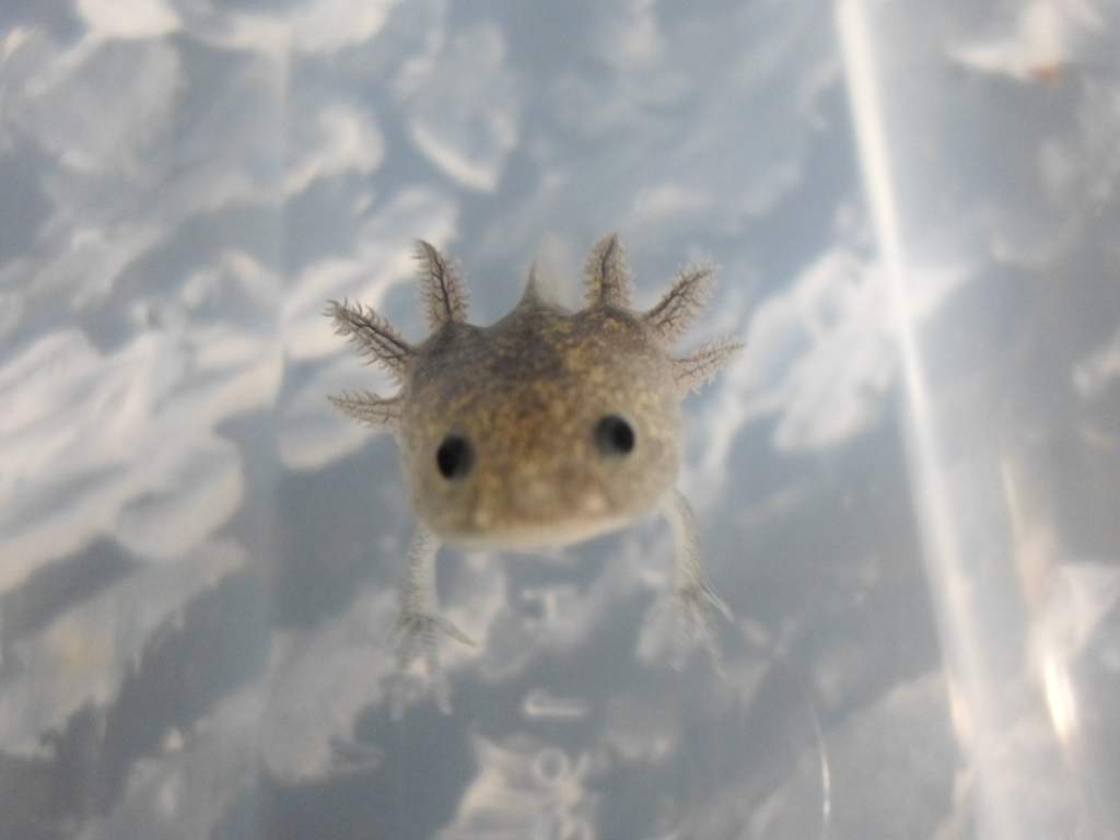 Axolotl Nero
Nero says hello!
