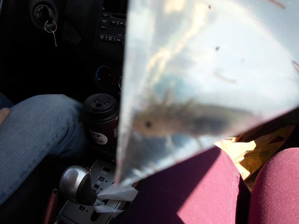 Axolotl Nero
Say hello to Nero! I took a picture of this little guy in his bag on the way home from the seller's house (he looks bigger than he is) an