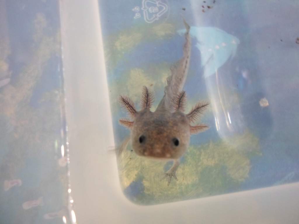 Axolotl Nero