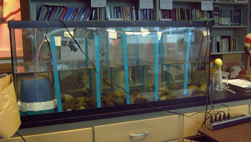 Axolotl Nursery - we set up the tank with separations trying to keep only about 4 axolots per section, but they are still very small and can squeeze p