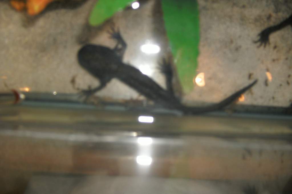 Axolotl photo 2 of #2