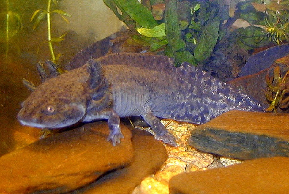 Axolotl sauvage