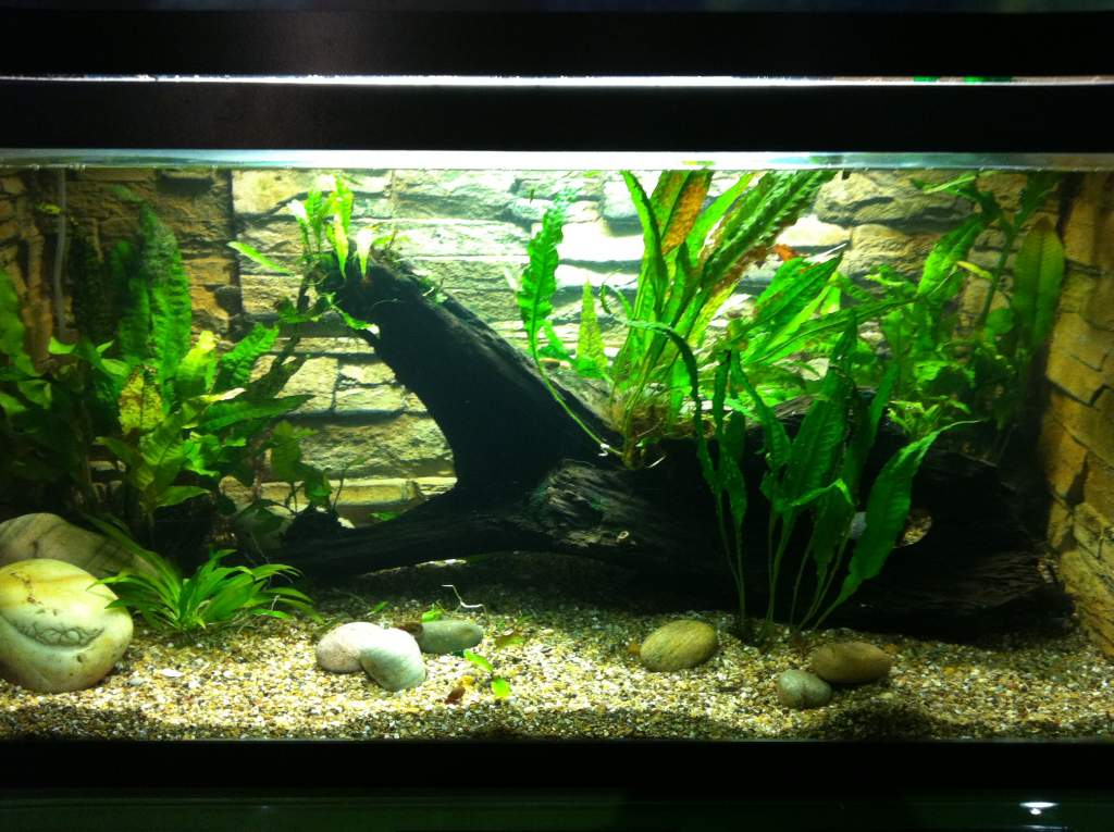 Axolotl setup | Caudata.org: Newts and Salamanders Portal