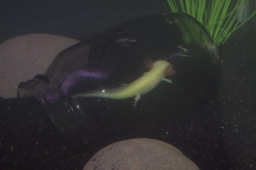 Axolotl under glass.