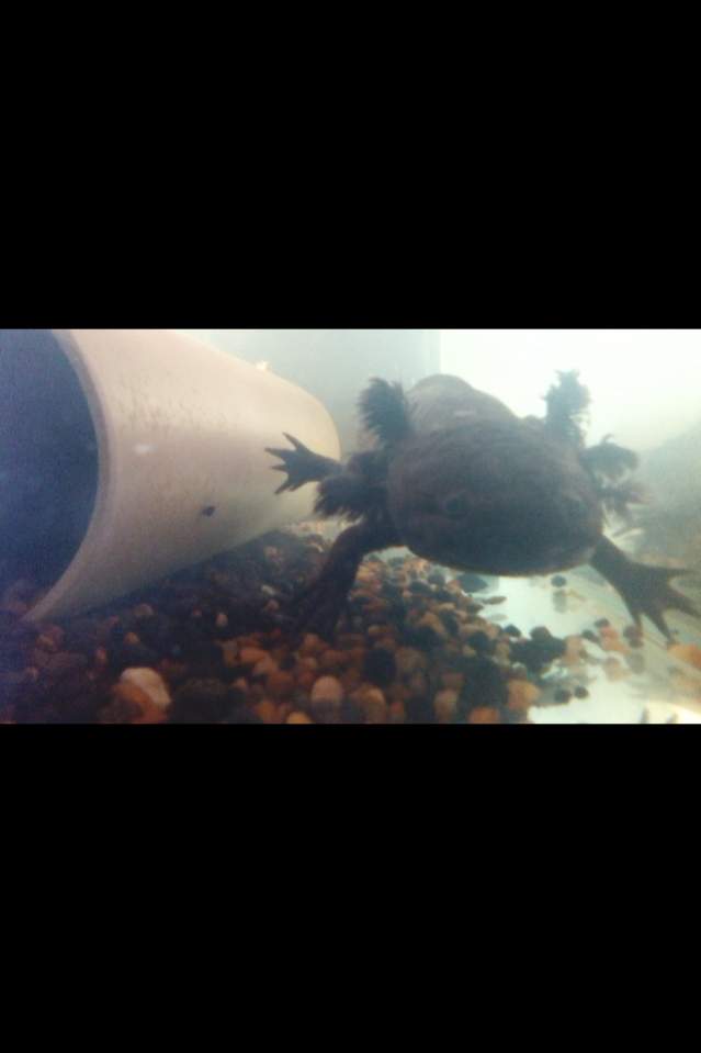 Axolotl