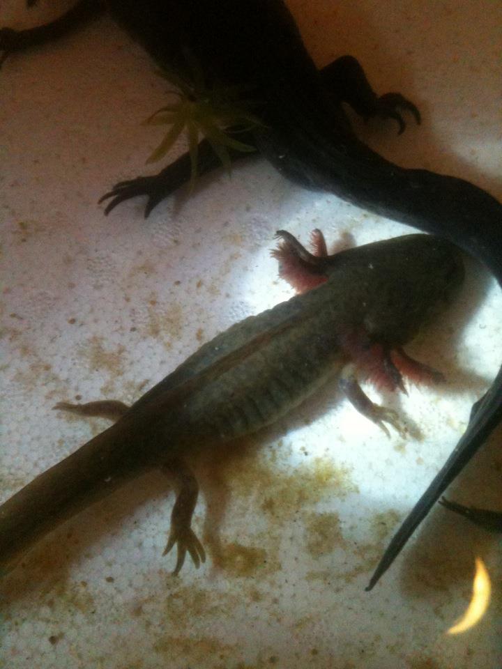 axolotl