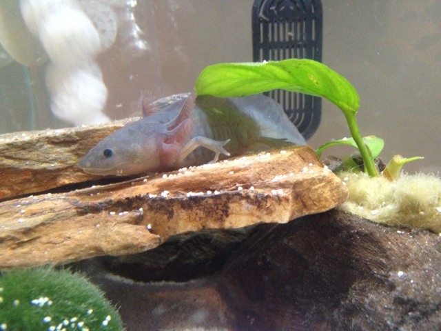 Axolotl