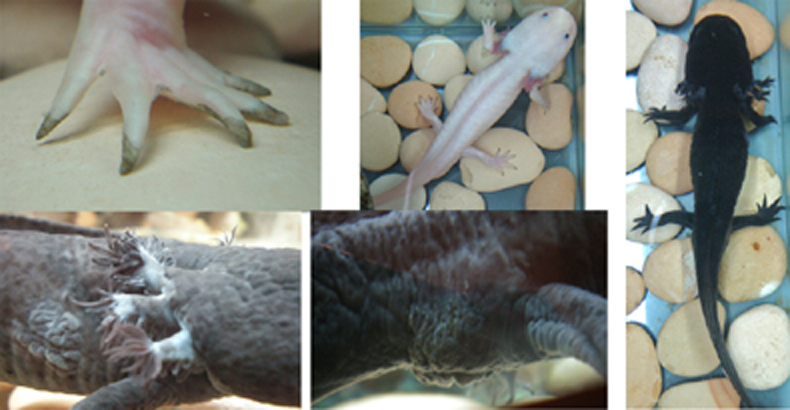 Axolotl2