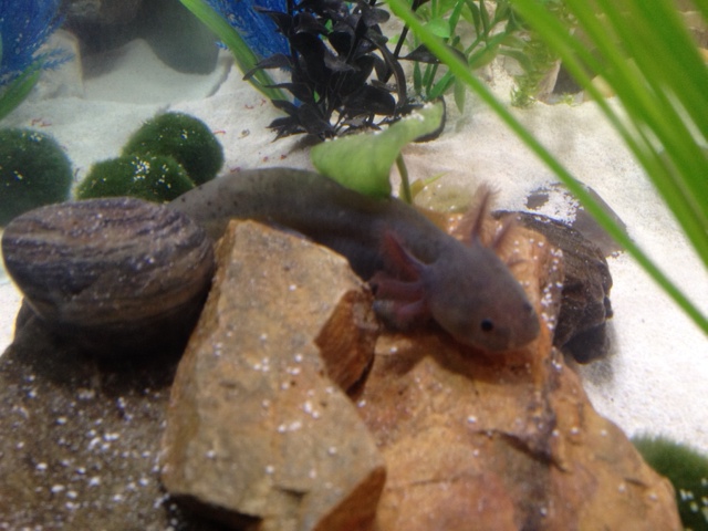 Axolotl2