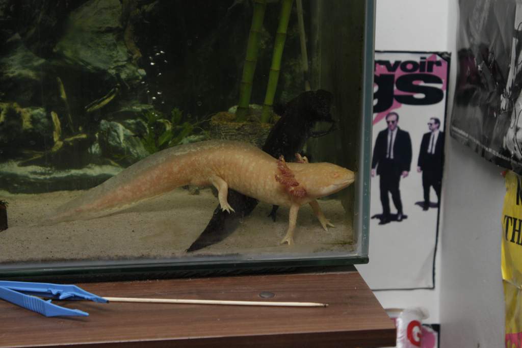 Axolotls 2012