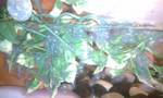 Axolotl's eggs1