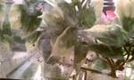 Axolotl's eggs2