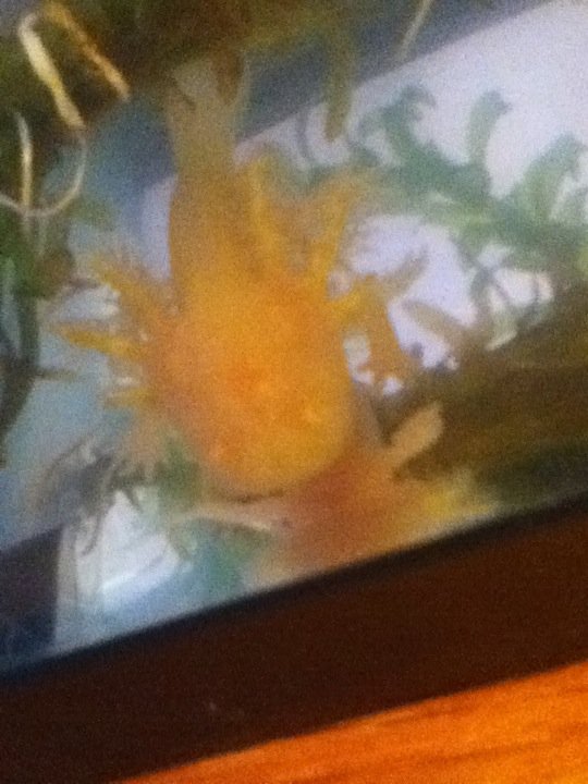 axolotls gold