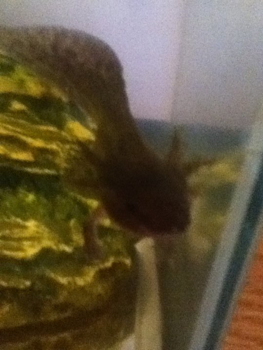 axolotls gray