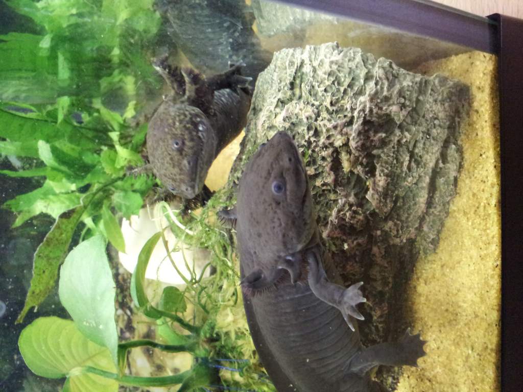 Axolotls hello