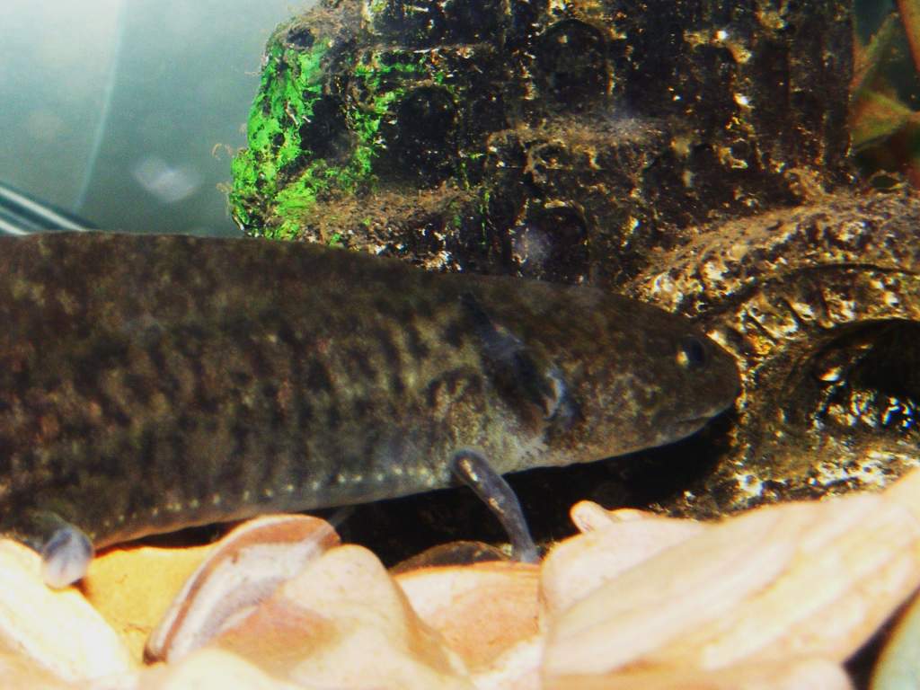 Axolotls! Sorry about quality, camera is difficult to focus through water and glass!