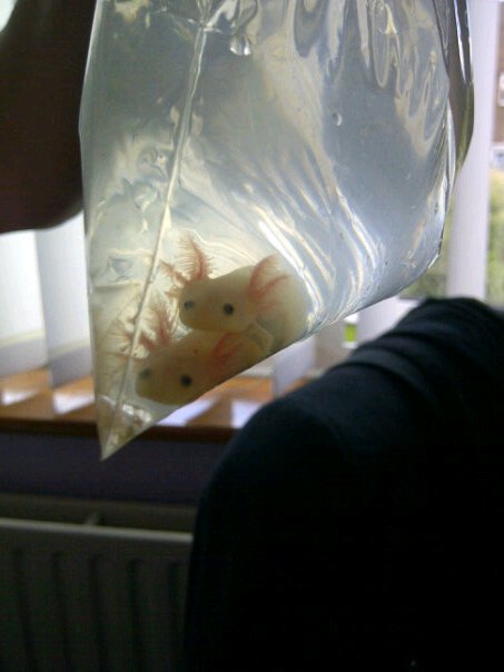 Axolotls - They're a lot smaller than they look in this photo.