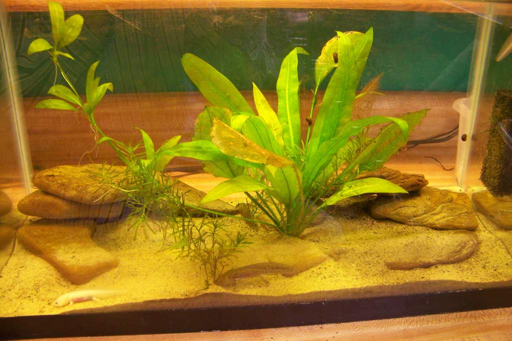 Axolotls