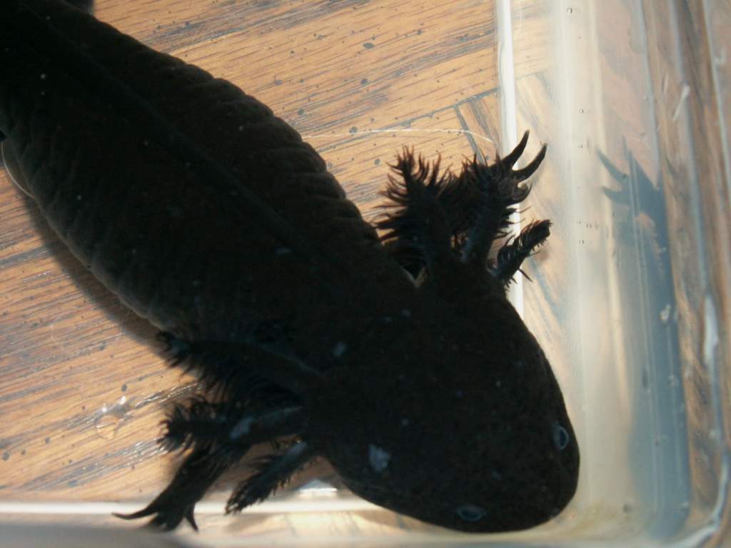 Axolotls2 003