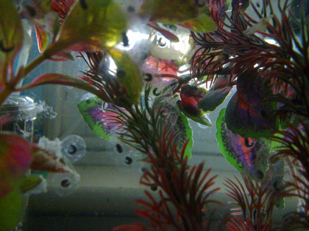 Babies 1 week since laying