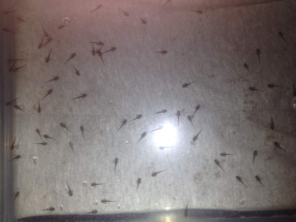 Babies a couple days after being hatched! They are just about to have a baby brine shrimp feast.