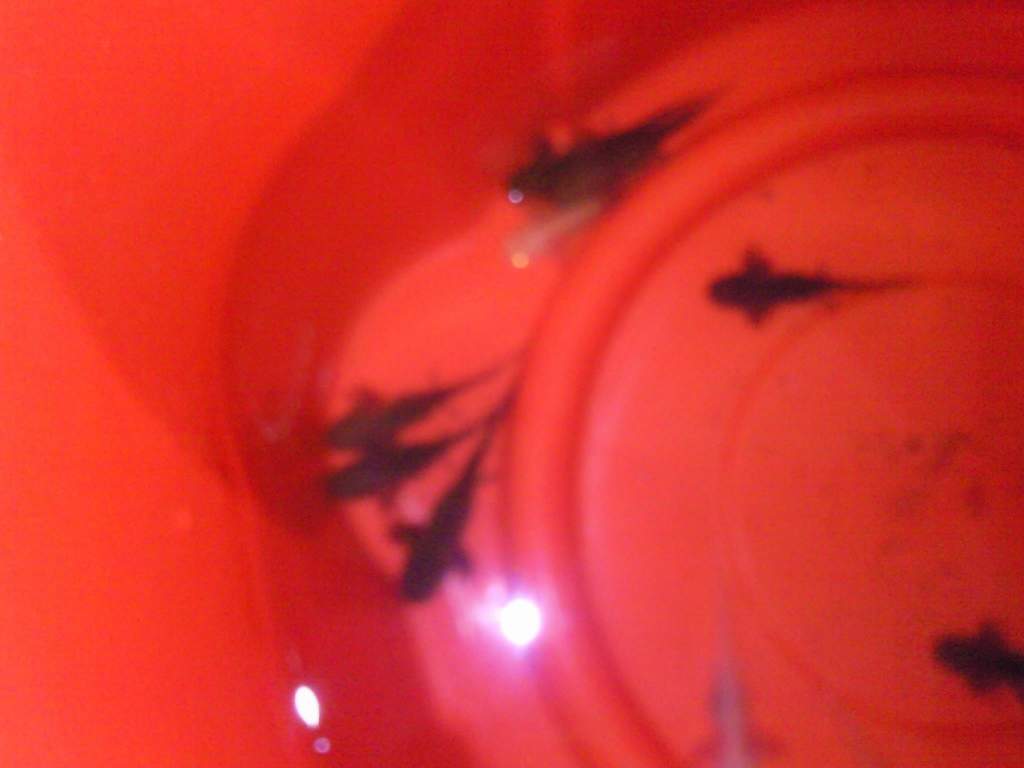 babies at 7cm