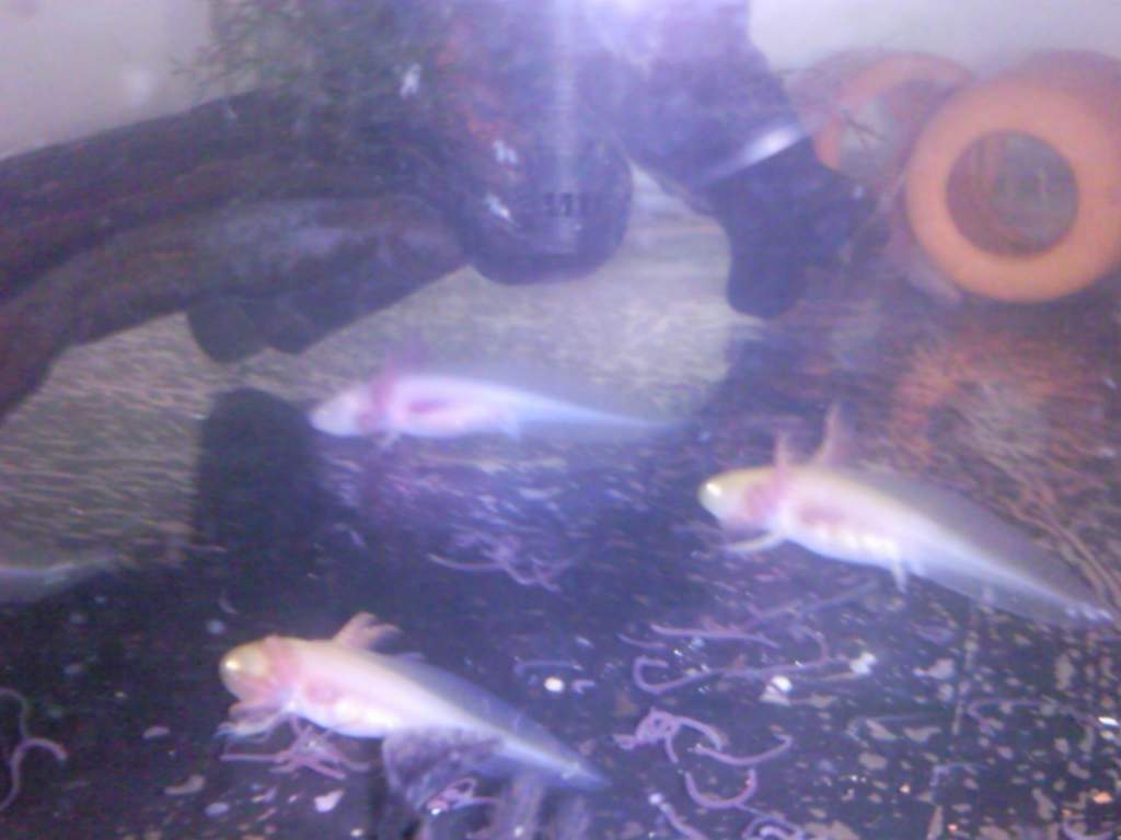 babies growing, feeding time