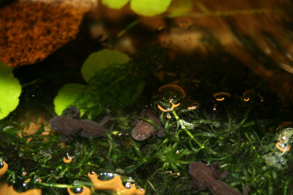 Babies hanging out in a plant just before losing the gills
