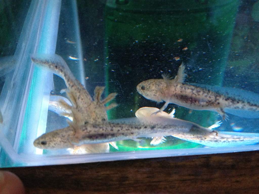 Babies not long before they went to new homes.