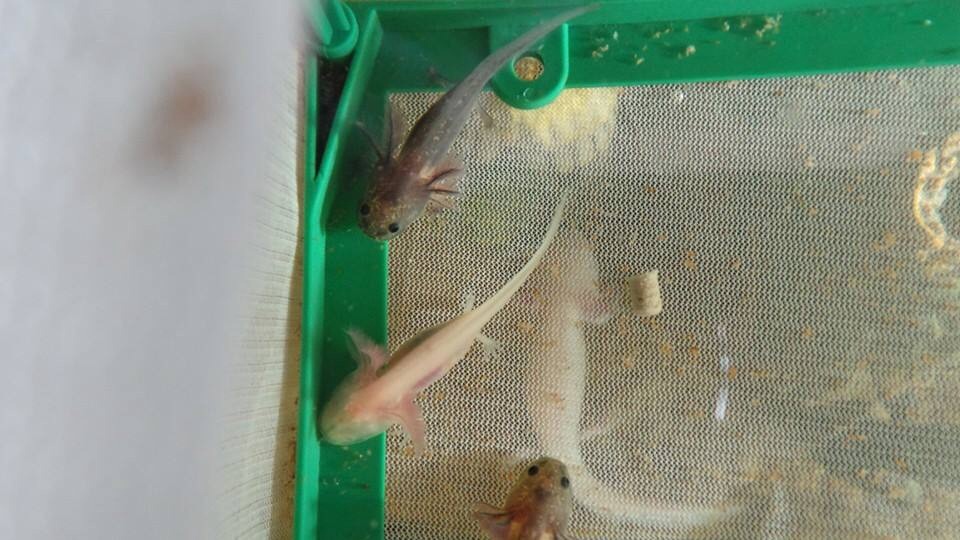Babies