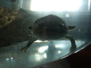 Baby Amigo