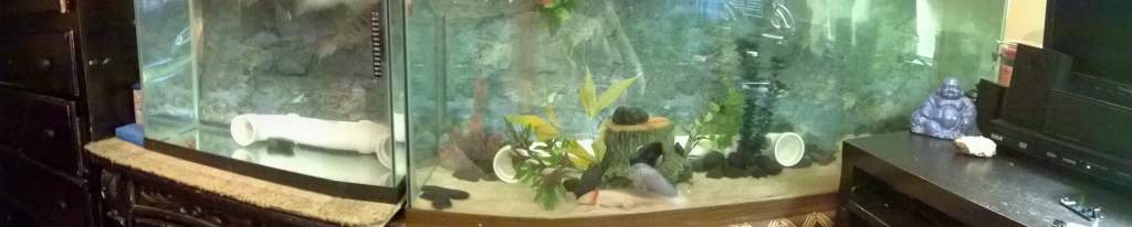 baby axolotl on left in small tank and then my big guy in the 55g on the right so he can swim right up to my shoulder when Im on the computer