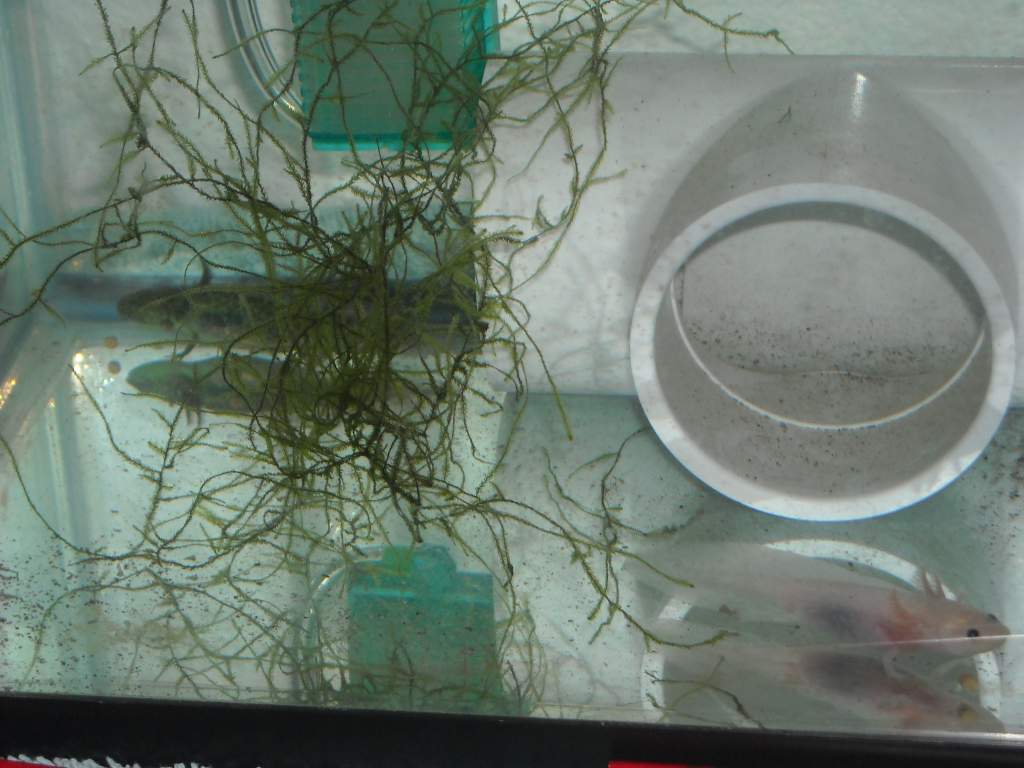 Baby Axolotl Tank
6-1-13