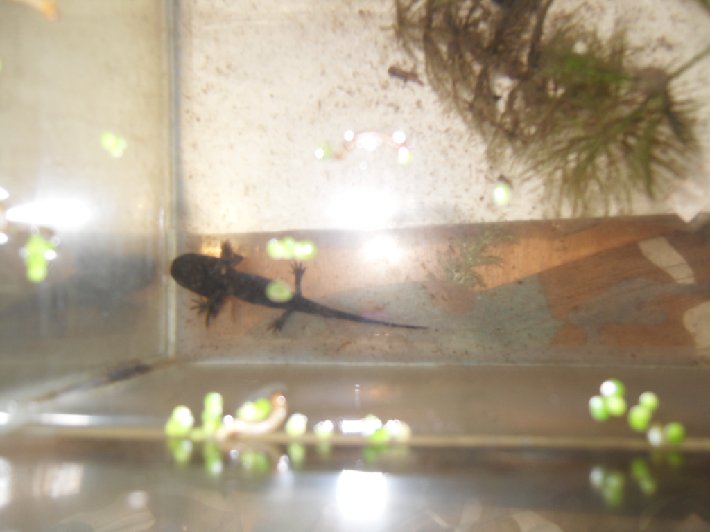 baby axolotls 025
