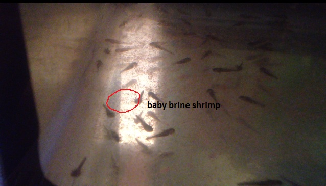 Baby brine shrimp if you can see that. iPhone camera!!! :P
