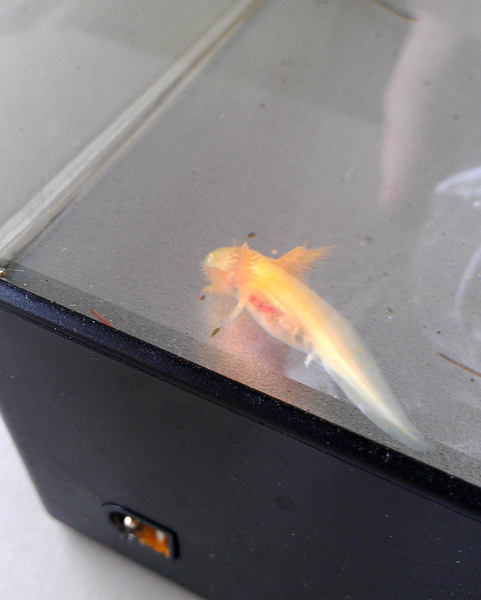 Baby Char!  He was so cute.