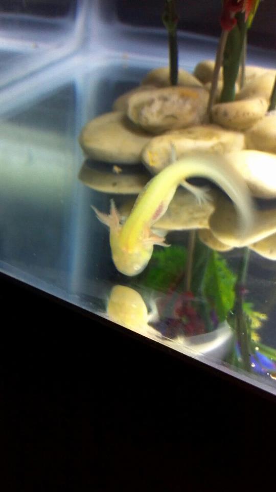 Baby Cletus hopping