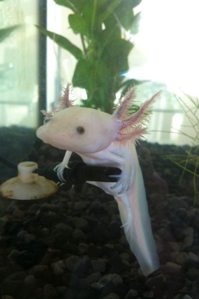 "Baby" - early feb- For some reason my thermometer was 'it's' favorite place to be :) - approx 9.5-10cm