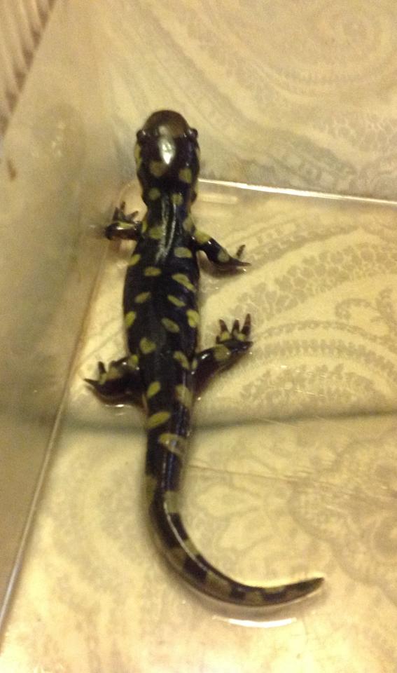 baby tiger salamander