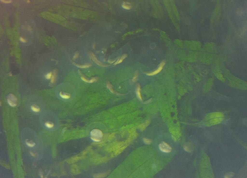 Baby eggs