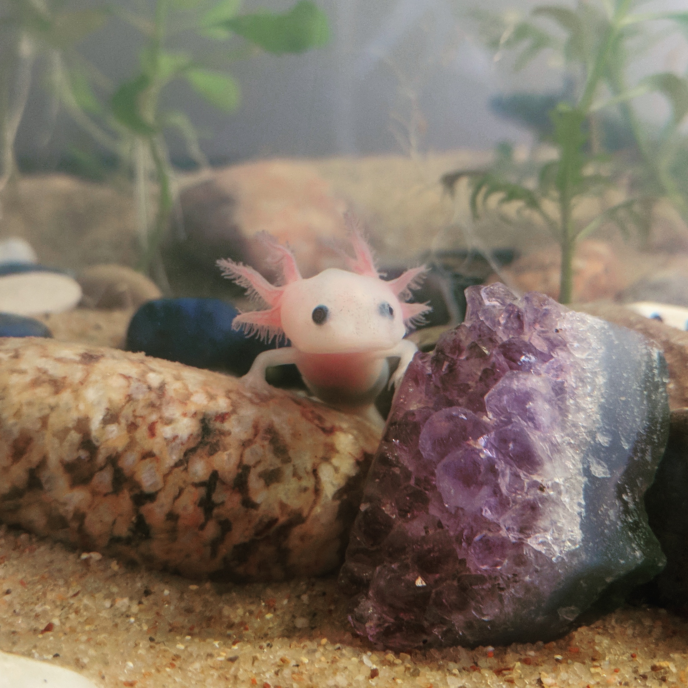 Baby Flotsam. | Caudata.org: Newts and Salamanders Portal