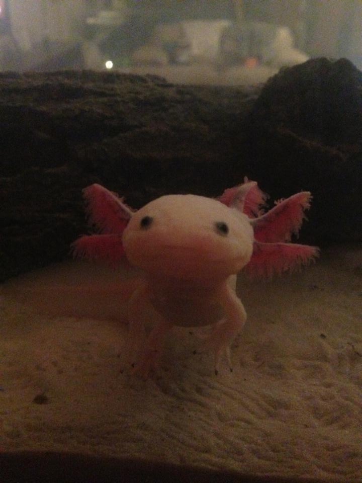 Baby following me as i walked around then stopped at the tank-- those little footprints are too cute #>_<#