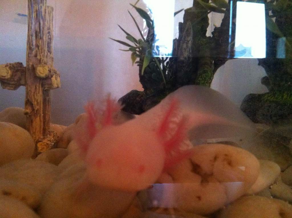Baby Fred