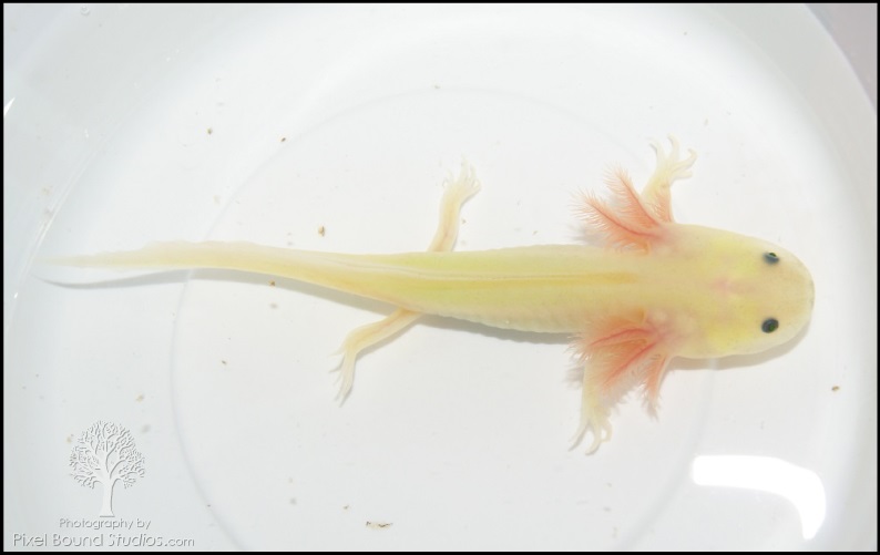Baby GFP Leucistic Axolotl