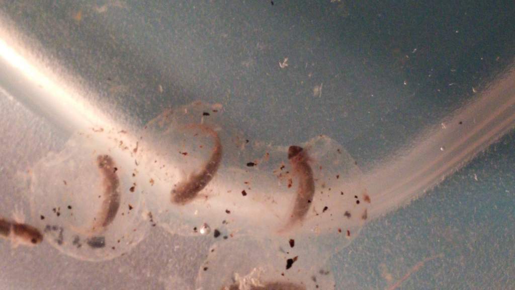 Baby hatching!