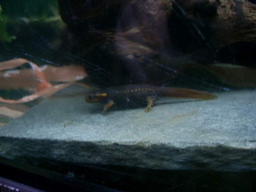 baby knobby
