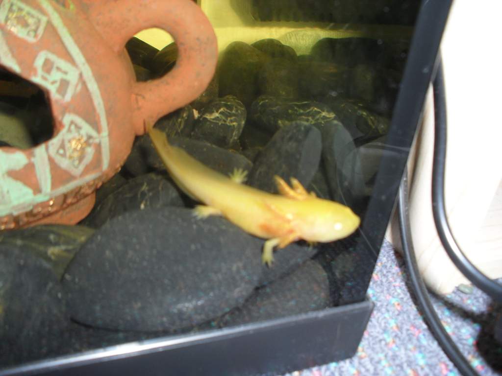 Baby Kowhai, 2011. A few weeks after I first got him. Man he was tiny.