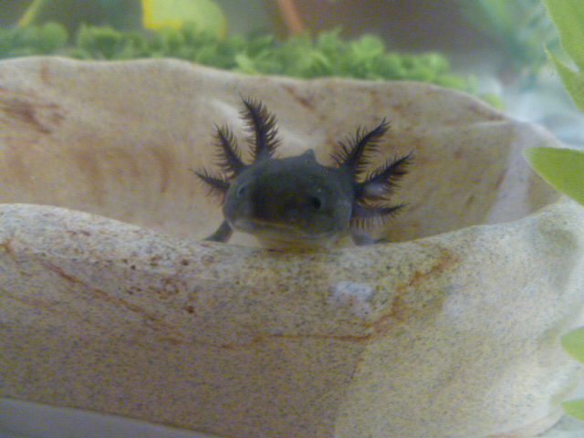 Baby Meelo