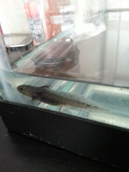 Baby Melanoid 
About 1.5 - 2 inches